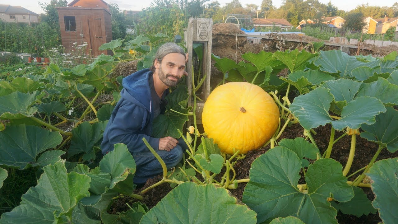 UK August allotment | Giant pumpkins | Squash | Sweetcorn | Beans