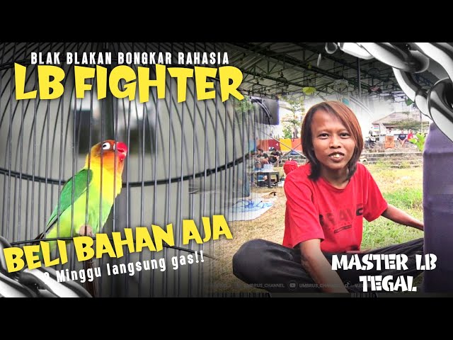 MASTER LOVEBIRD FIGHTER !!! blak blakan bongkar dapur rawatanya class=