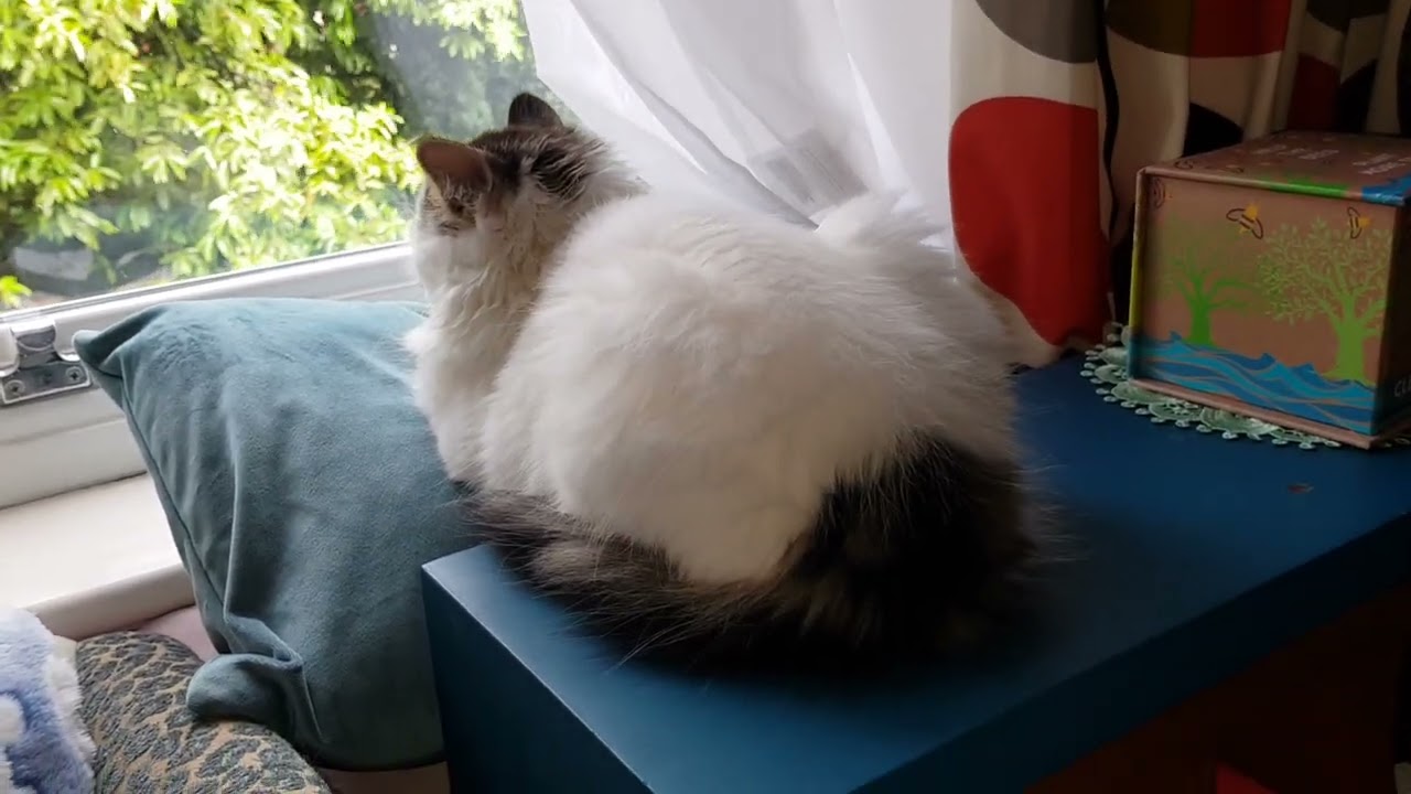 Kitty Harriet Is Growing Up!  🐈😻