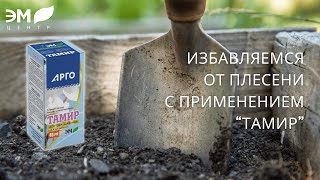 Избавляемся от плесени (методы)