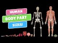 How Big Is Each Human Organ? Mp3 Song