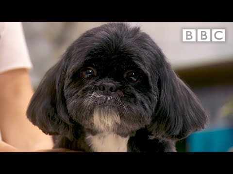 Our pooches get a much needed makeover! 😍 - BBC