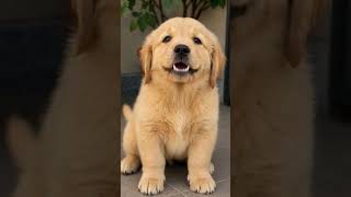 cute puppy real voice #cutedog #pet #animal #ytshorts #shorts #viral #trending #reels #cuteanimals