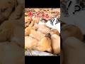 犬の中に埋もれたいネコちゃん(づ ̄ ³ ̄)づ#犬のいる生活 #猫のいる生活 #animals