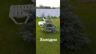 Холодный июнь😬#собака #дом #дача #елка #shorts