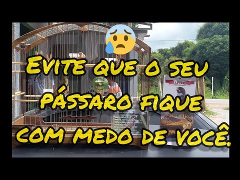 Vídeo: Como Derrotar O Medo Dos Pássaros