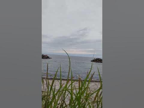 【盗撮】猫ちゃんだけど。皆生温泉海遊ビーチ付近の草むらで【気づかれた】