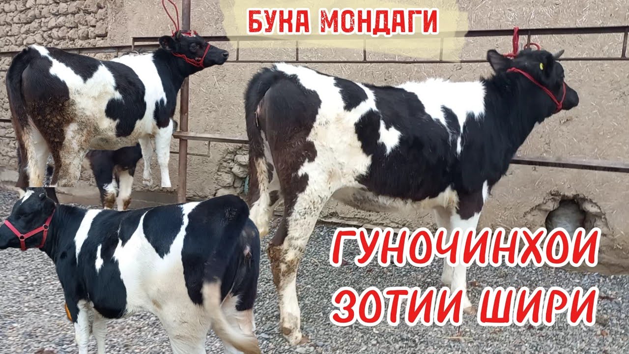Гуночинхои зотии шири бука мондаги таёр барои насл бехтарин ба фуруш баромад