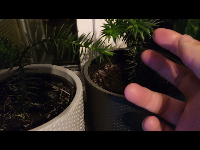 Growing Monkey Puzzle from Seed Part 6 - 9 month old seedlings