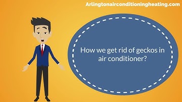 How to get rid of geckos in air conditioner ( 8 PROVEN METHODS )