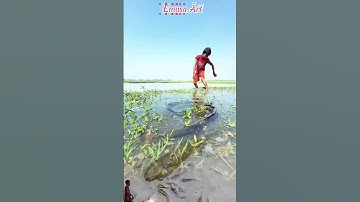 Hebat! seorang anak lelaki sedang mencari ikan lele memakai tangan kosong #amazing #fish #animals