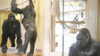 Female Gorilla Stops a Young Male Who is About To Challenge a Silverback | The Shabani Group