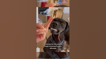 Thumbnail of #cat #dog #us #usa #funny #happycats #catmemes #music #sheep #parrot #Horse #pets *