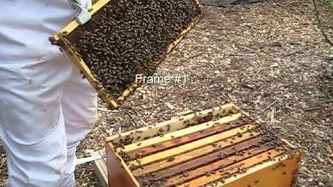 Beekeeping: Checking Hive for Swarming or Splitting