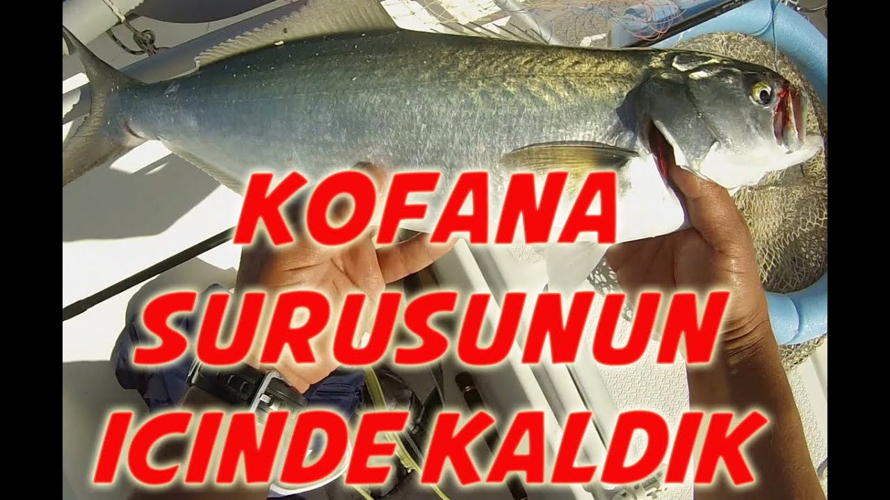 Tekneden Kofana Avı - Kofana Sürüsünün İçinde Kaldık - Offshore Bluefish Catch - School of Bluefish