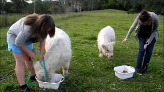 Miniature Cattle - End of Training Treat Mj Halter Training Miniature Cattle
