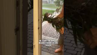 saving birds from hurricane #shorts