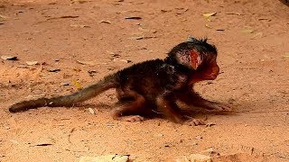 Amazing! New Baby Lucas Leave Mom For Learn Walk Shaking B0dy Step by Step