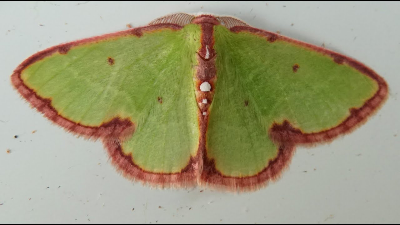 Microalevilla Esmeralda / Emerald Micromoth (Synchlora cupedinaria)