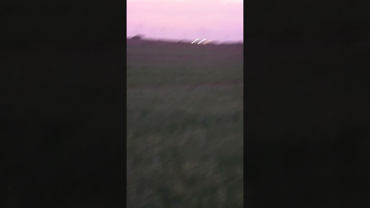 oats...... vegan feed