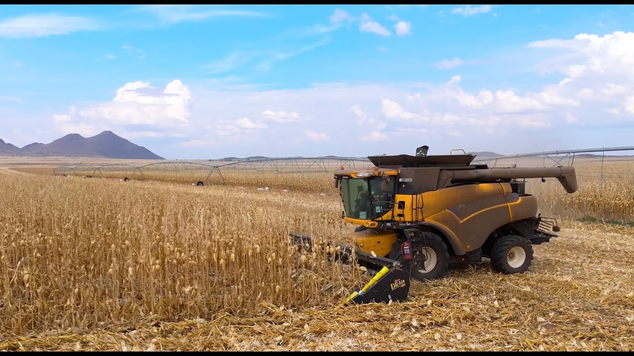 The Drago GT Header - Customer Review 🗣️