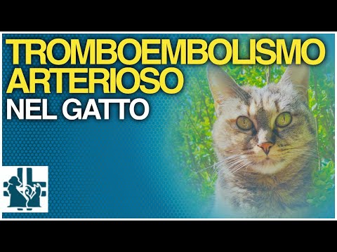 Video: Kan hunde få aorta-tromboembolisme?