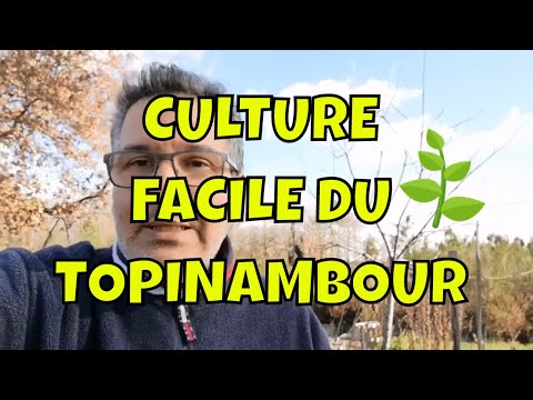 How to plant Jerusalem artichokes?