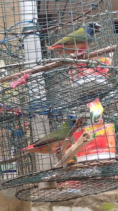 SUARA BURUNG BONDOL HIJAU BINGLIS #shortvideos #burungemprit #kicaumania #binglis #shorts #animals