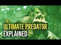 The Ultimate Predator (THE YAUTJA Explained)