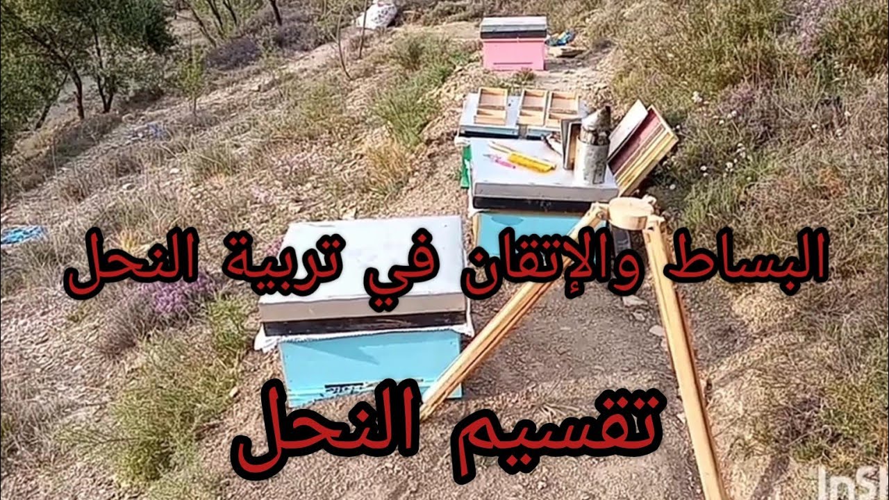 تربية النحل ببساطة وإتقان الجزء(8) تقسيم_النحل#تنميه_مهارات#تنمية_المنحل
