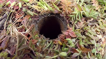 Sentek Drill & Drop Soil Moisture Probe Installation Training (for Dealers)