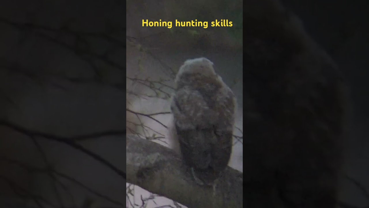 Owlet practices hunting 