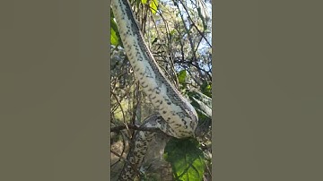 Coastal Carpet Python Being Released Back Into the Wild.