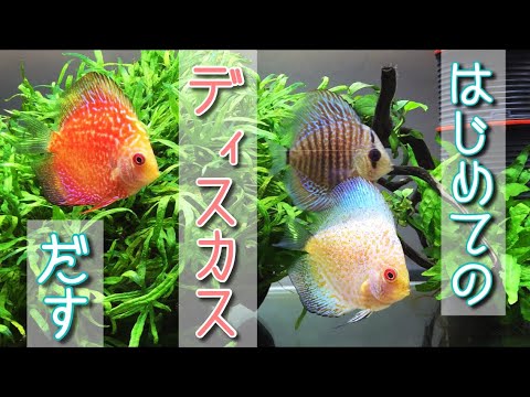 初めてのディスカス アクアリウム ディスカス水槽 Youtube