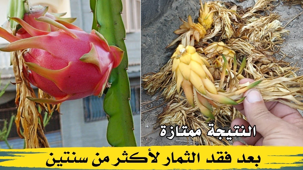 النتيجة ممتازة .. بعد فقد الثمار لأكثر من سنتين