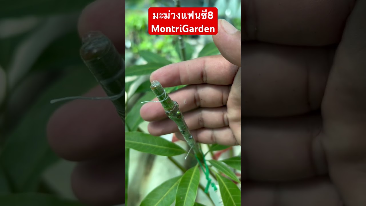 มะม่วงแฟนซี8 มนตรีการ์เด้น