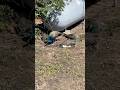 Peacocks and peahens dust bathing (Jeanne learns something new…) #dustbath #peacock #peahen #peafowl