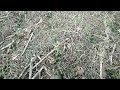 no-till горох Люмп стан на сьогодні