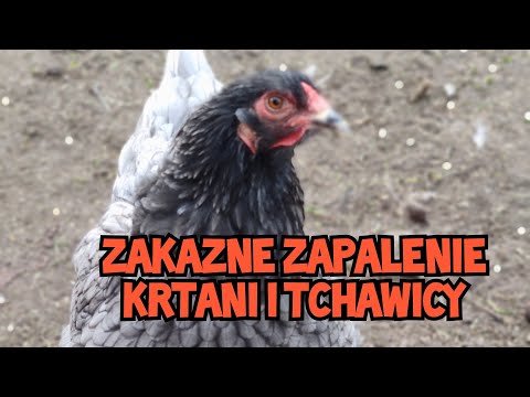 Wideo: Kichanie: Przyczyny, Leczenie I Zapobieganie