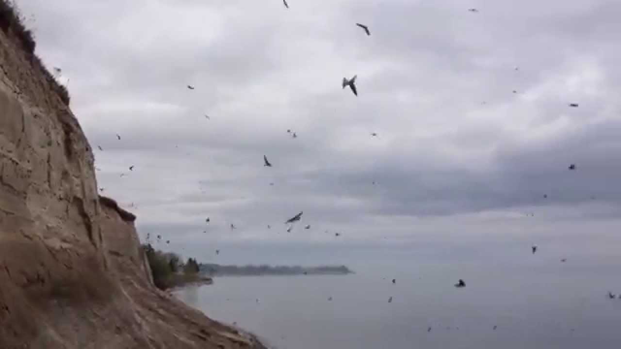 Bank Swallow Colony, Lake Ontario 