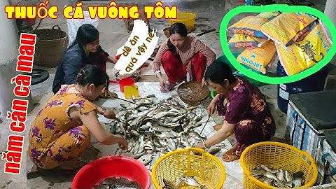 Thuốc cá "đuổi" vuông tôm | Năm Căn Cà Mau