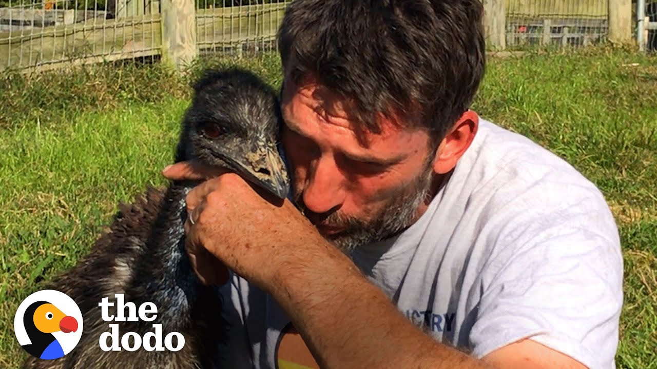 ⁣Emu Follows Her Human Dad Everywhere | The Dodo Soulmates