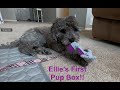Our Golden Doodle gets her first Pup Box!!