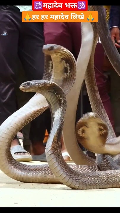 एकसाथ तीन महादेव के गले के सांप! मुरली वाले हौसला ने किया रेस्क्यू। # ...