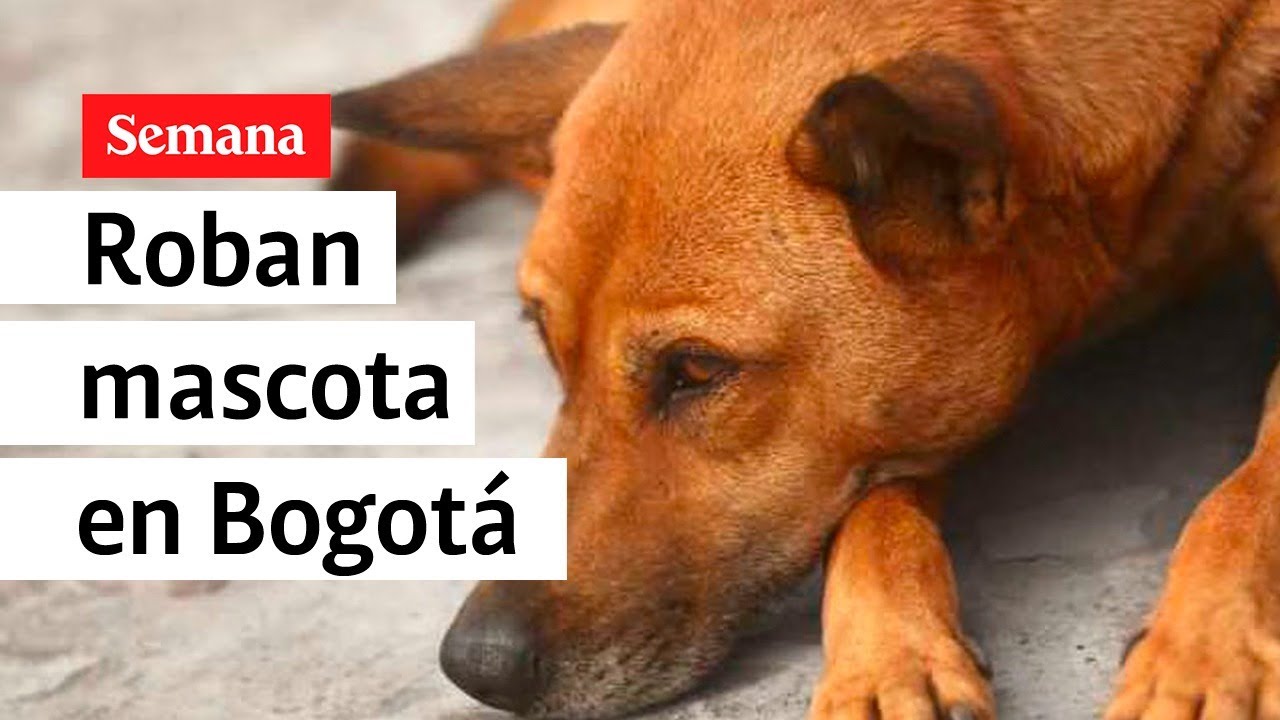 Así se robaron un perro en Bogotá | Semana Noticias