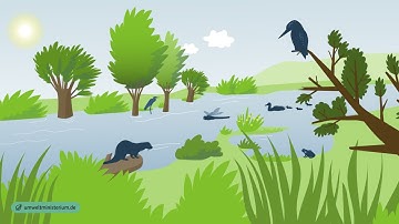 Floodplains and climate protection - are they connected?