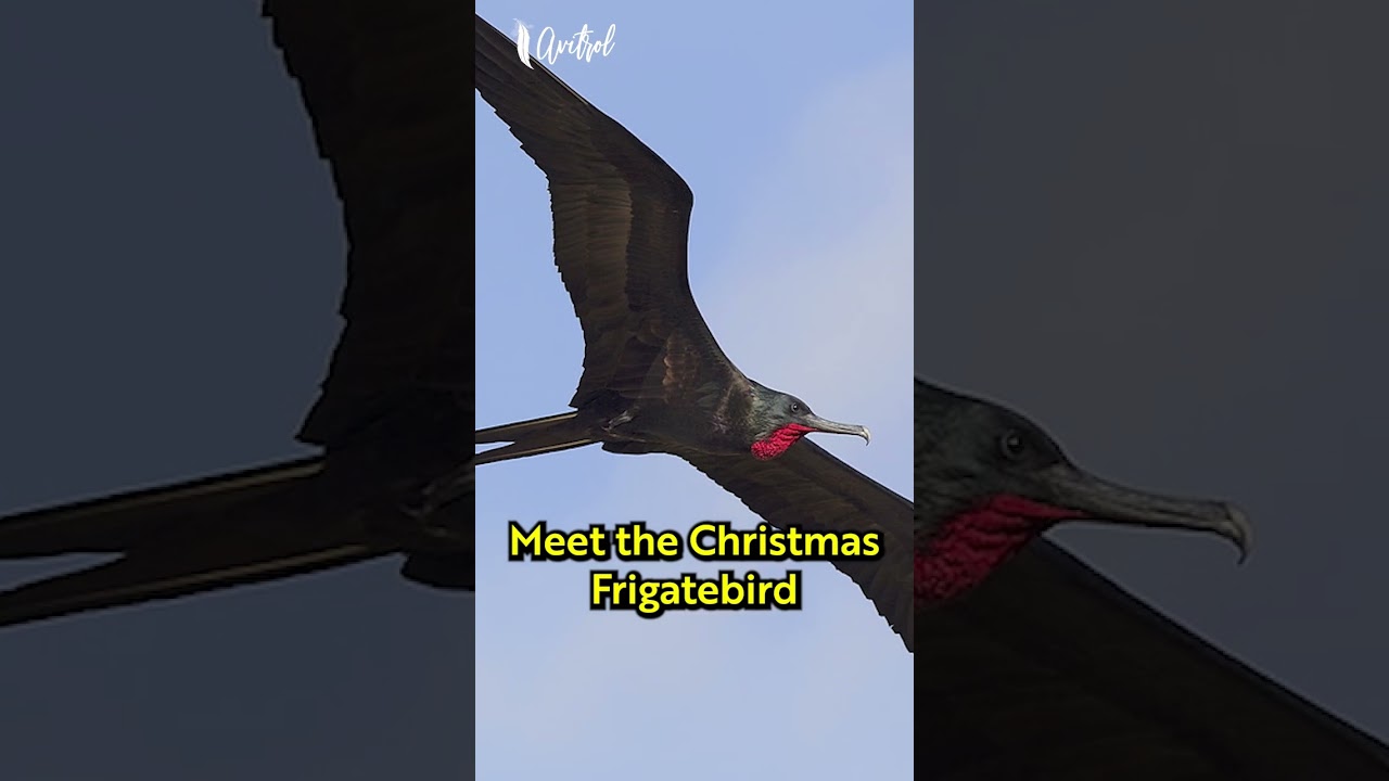 Christmas, but not Christmas