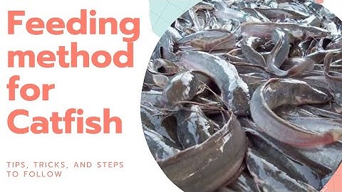 How to feed your Catfish fishes: feeding Methods #catfish  #fishfeeding