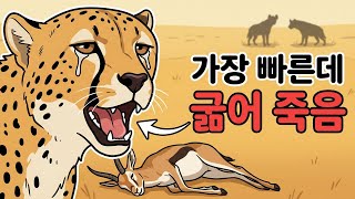 시속 100km로 달려도 굶주리는 이유, 세상에서 가장 빠른 사냥꾼 치타의 비극