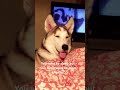 Husky faces #husky #humor #dog #funnydog